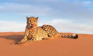 Le guépard saharien  Amayas  repéré dans l'Ahaggar à Tamanrasset