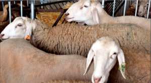 15.000 moutons accostent au port d'Alger