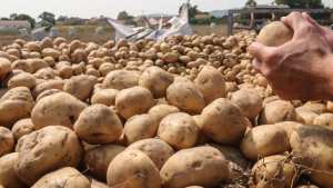 توقيف محرضين على عدم جني  محصول البطاطا بمستغانم