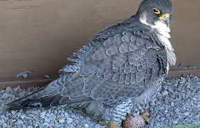 Planète (Canada/Amérique du Nord) - La saison de la reproduction débute pour les faucons de l’Université de Montréal