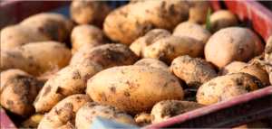 Les agriculteurs mostaganémois dénoncent et défient les spéculateurs