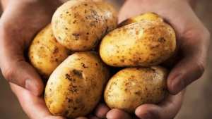 منتجو البطاطا في مستغانم  :    البطاطا متوفرة و انخفاض وشيك لأسعار البطاطا