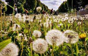 Planète - Les changements climatiques aggravent les allergies