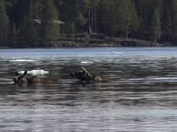 Planète (Suède/Europe) - Les Suédois scotchés à leur télé pour assister à la migration des élans: “Je n'ose même pas aller aux toilettes”