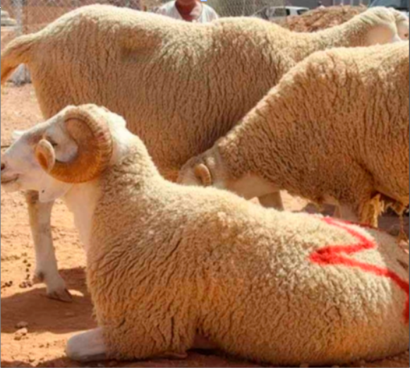 Préparatifs de l'Aïd El-Adha