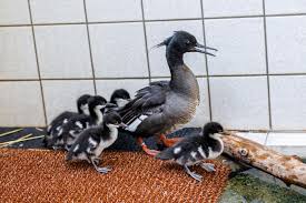 Planète (RépubliqueTchèque/Europe) - Le zoo de Prague annonce la naissance de rarissimes canards en danger d’extinction