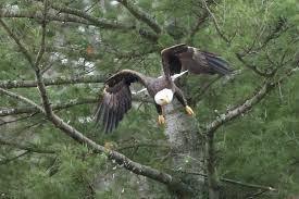 Planète (Canada/Amérique du Nord) - Grand retour du pygargue à tête blanche:  L’oiseau américain à la conquête du Québec
