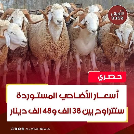 أسعار الأضاحي الرومانية المستوردة لعيد الأضحى 2025