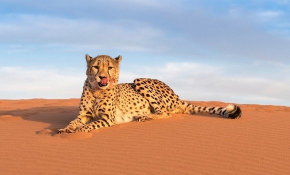 تمنراست: الفهد الصحراوي 