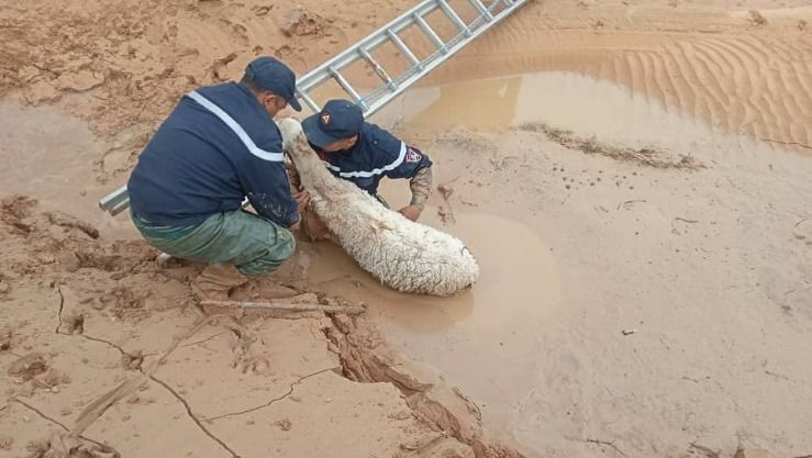 الحماية المدنية.. إنقاذ قطيع مواشي علق بالوحل بالمسيلة