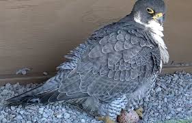 Planète (Canada/Amérique du Nord) - La saison de la reproduction débute pour les faucons de l’Université de Montréal