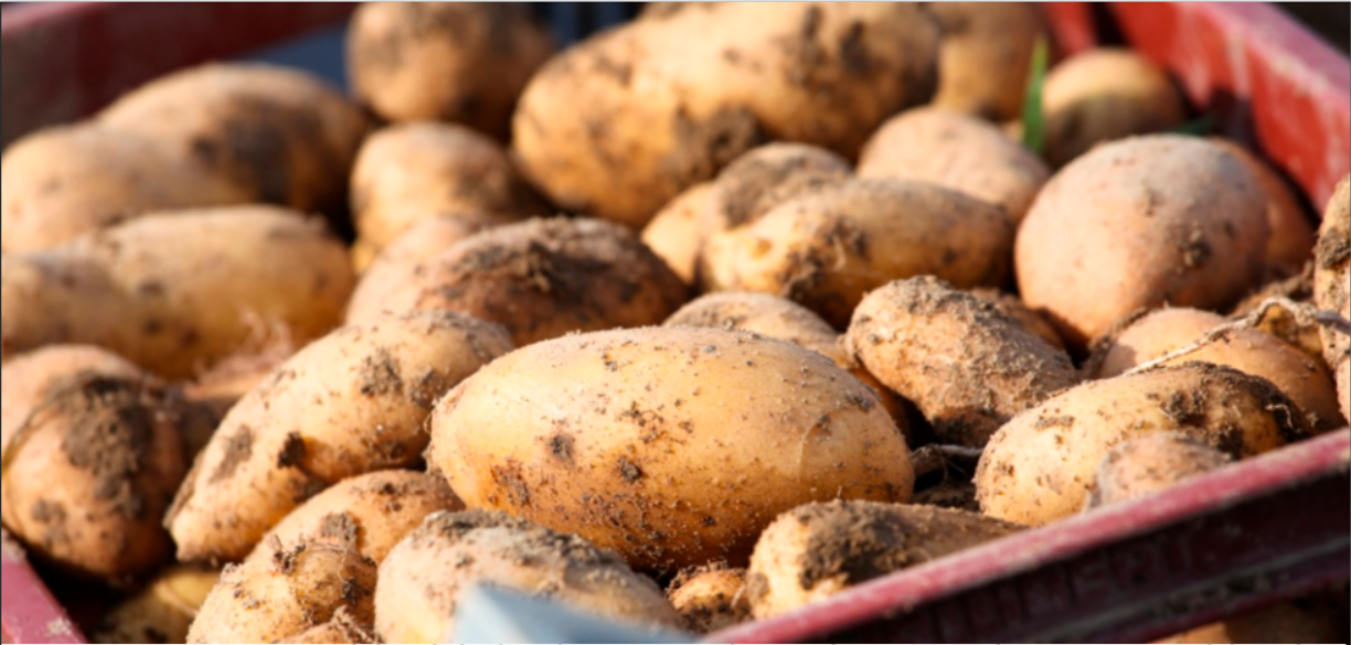 Les agriculteurs mostaganémois dénoncent et défient les spéculateurs