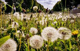 Planète - Les changements climatiques aggravent les allergies