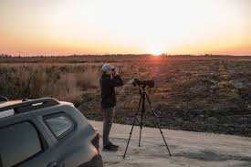Planète (France/Europe) - Après les incendies en Gironde, le retour inespéré d’un oiseau disparu  Le Courlis cendré
