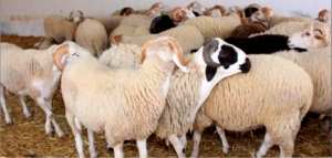 « La part de bétail pour chaque wilaya sera déterminée en fonction de la densité de la population »