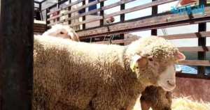 ميناء وهران يستقبل 13 ألف رأس غنم قادمة من إسبانيا... وفحوص بيطرية دقيقة لضمان سلامة الأضاحي قبل العيد