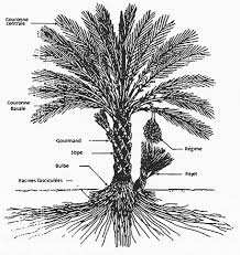 Algérie (El Kantara/Biskra) - Recherche scientifique: M. Baddari inaugure une unité de production de fourrages extraits de résidus de palmier