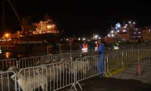 جيجل: وصول باخرة محملة بأزيد من 10 آلاف رأس غنم قادمة من رومانيا بميناء جن جن