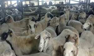 عيد الأضحى: وصول باخرة محملة بـ31 ألف رأس غنم قادمة من رومانيا إلى ميناء وهران