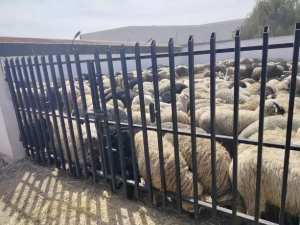 نقل 3000 رأس من الماشية المستوردة  كدفعة اولى لولاية معسكر