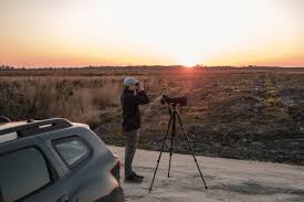 Planète (France/Europe) - Après les incendies en Gironde, le retour inespéré d’un oiseau disparu 