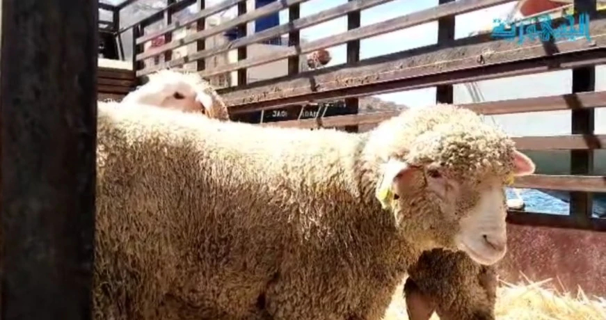 ميناء وهران يستقبل 13 ألف رأس غنم قادمة من إسبانيا... وفحوص بيطرية دقيقة لضمان سلامة الأضاحي قبل العيد