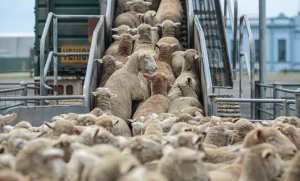 تنبيه هام حول اقتناء الأضاحي المستوردة ببومرداس - الشعب أونلاين