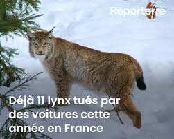 Planète (Europe) - Déjà 11 lynx tués par des voitures cette année en France