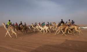 Algérie (El-Meniaa/Ghardaïa) - Plus de 130 concurrents au 2e festival national culturel de courses de Méharis