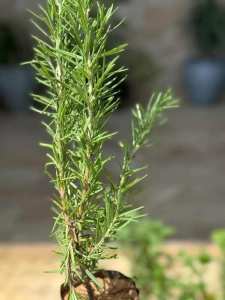 نبات إكليل الجبل (الروزماري )🌿🌿