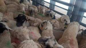 ميناء مستغانم: استعدادات لإستقبال باخرة مُحملة بــ 20 ألف رأس غنم