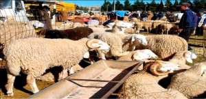 La vente des moutons roumains  et espagnols lancée