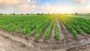 اعلان هام للفلاحين الراغبين بالاستثمار في العاصمة