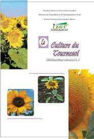 Algérie (Sidi  Medjahed/Tlemcen) -  Extension de la culture du tournesol