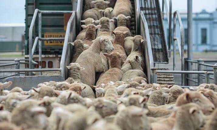 تنبيه هام حول اقتناء الأضاحي المستوردة ببومرداس - الشعب أونلاين