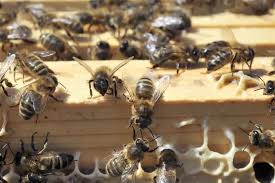 Algérie (Benabdelmalek Ramdane/Mostaganem: Deux personnes tuées par des essaims d’abeilles