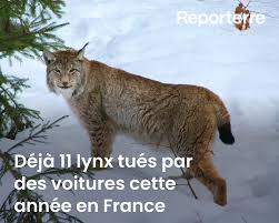 Planète (Europe) - Déjà 11 lynx tués par des voitures cette année en France