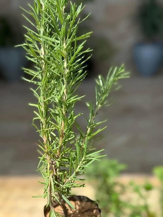 نبات إكليل الجبل (الروزماري )🌿🌿