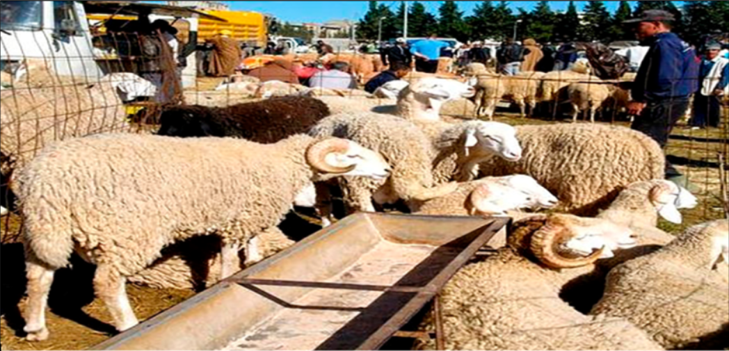 La vente des moutons roumains et espagnols lancée