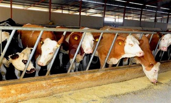 تيزي وزو: شعبة تربية المواشي وإنتاج الحليب تشهد ديناميكية واعدة