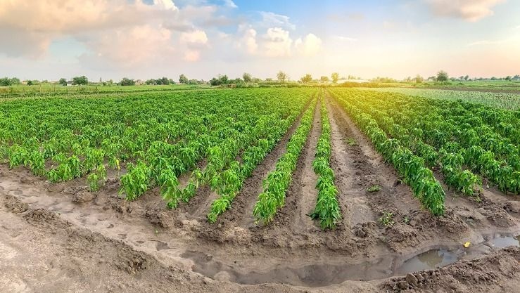 اعلان هام للفلاحين الراغبين بالاستثمار في العاصمة