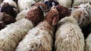 سلطات بجاية تشرع في بيع أضحية العيد اليوم