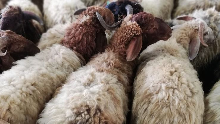 سلطات بجاية تشرع في بيع أضحية العيد اليوم