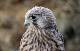 Planète (France/Europe) - Filmés en continu, trois bébés faucons nés sur la cathédrale d’Albi attirent des milliers de spectateurs chaque jour