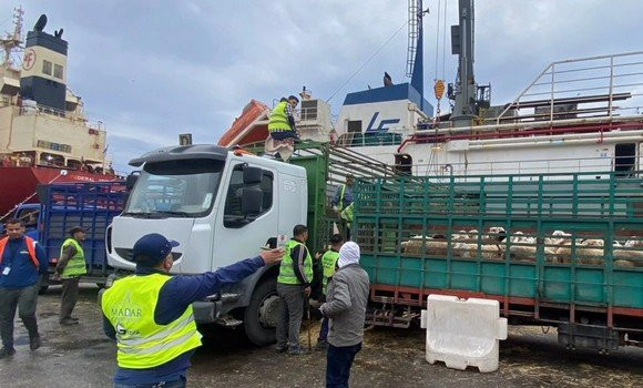 Oran: arrivée d'un navire en provenance d'Espagne transportant 20.000 têtes de moutons