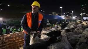 رسو باخرة جديدة مُحمّلة بــ 20 ألف رأس غنم بميناء وهران