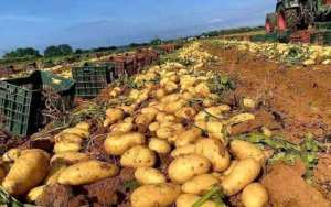 Algérie (Mostaganem) -  La Fête de la pomme de terre :  La filière de la pomme de terre face aux défis