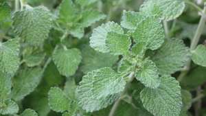 علاج طبيعي باستخدام الفراسيون الأبيض لاضطرابات التنفس