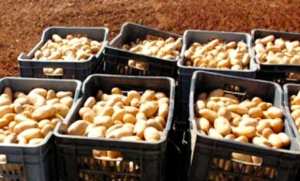 مستغانم: انطلاق تظاهرة  العيد الوطني للبطاطس  بمشاركة 400 متعامل