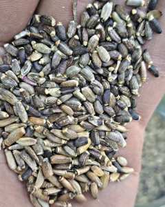 Bienfaits du chardon-Marie (Silybum marianum) pour le foie